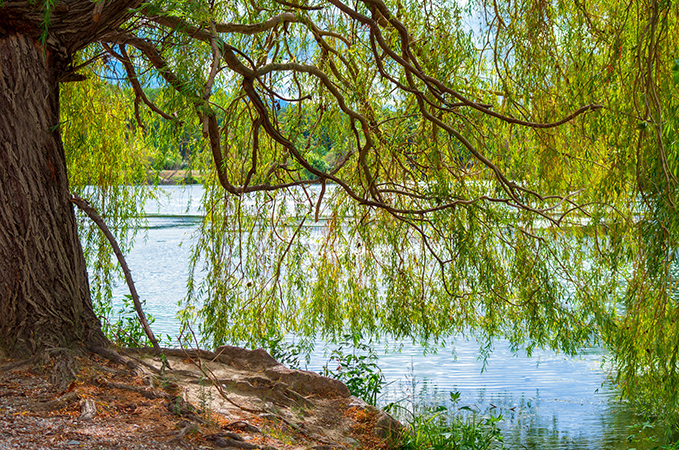 Saule pleureur(Salix babylonica) Willow Tree